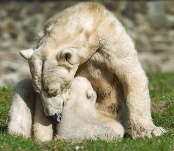 One of the newborn polar bear cubs drinks milk from its mother Huggies on their first day out at the Ouwehands Zoo in Rhenen March 17, 2009.[Xinhua/Reuters]