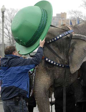 An elephant from the Ringling Brothers and Barnum and Bailey Circus wears an Irish-themed hat to celebrate St. Patrick's Day during their customary parade through the city to announce the arrival of the circus in Washington, March 17, 2009.[Xinhua/Reuters]