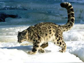 File photo: snow leopard