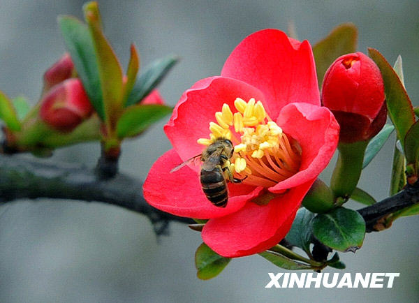 Bees are busy gathering pollen, as shown in this photo taken on March 16, 2009. A crab apple flower festival which opened recently in Nanjing has attracted a large number of tourists eager to enjoy the spring flowers. 