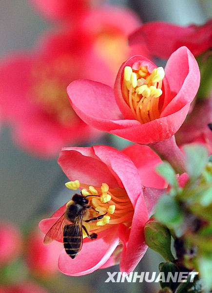 Bees are busy gathering pollen, as shown in this photo taken on March 16, 2009. A crab apple flower festival which opened recently in Nanjing has attracted a large number of tourists eager to enjoy the spring flowers. 