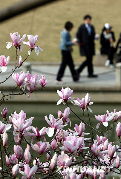 Citizens take a stroll among the blossoming magnolia flowers in a park in Shanghai in this photo taken on March 17, 2009. Days of warm weather have brought the magnolia flower, the symbolic flower of Shanghai, to full bloom. 