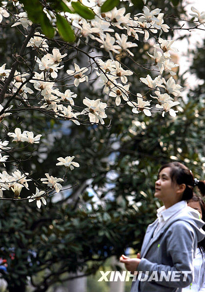 Citizens take a stroll among the blossoming magnolia flowers in a park in Shanghai in this photo taken on March 17, 2009. Days of warm weather have brought the magnolia flower, the symbolic flower of Shanghai, to full bloom. 