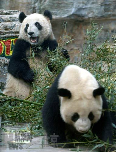 The 'Olympic Pandas' eat bamboos at Beijing Zoo March 17, 2009. 