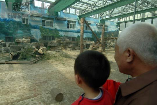 People visit the 'Olympic Pandas' at Beijing Zoo March 17, 2009.