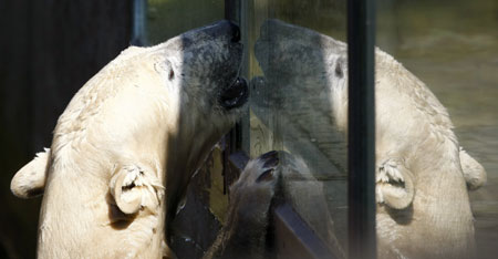 Polar bear Knut is reflected in a window inside his enclosure at the Berlin Zoo, March 17, 2009.[Xinhua/Reuters]