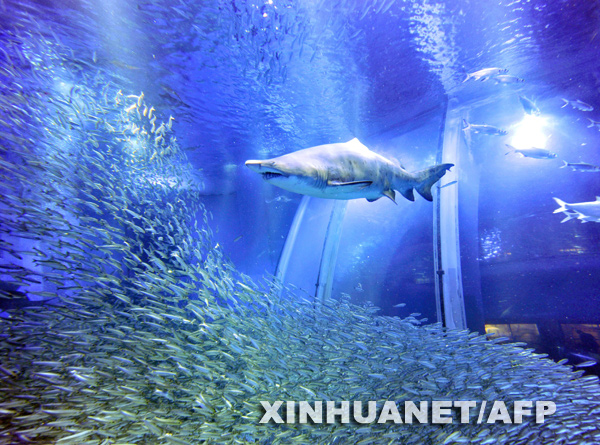 A shark faces an extremely dense shoal of sardines in a large aquarium during a press preview of the Hakkeijima Sea Paradise Aquarium in Yokohama, in Kanagawa prefecture, suburban Tokyo, on March 18, 2009. About 50,000 sardines will parade at a 'super sardine exhibition,' to be held on March 20 by the aquarium. [Xinhua/AFP]