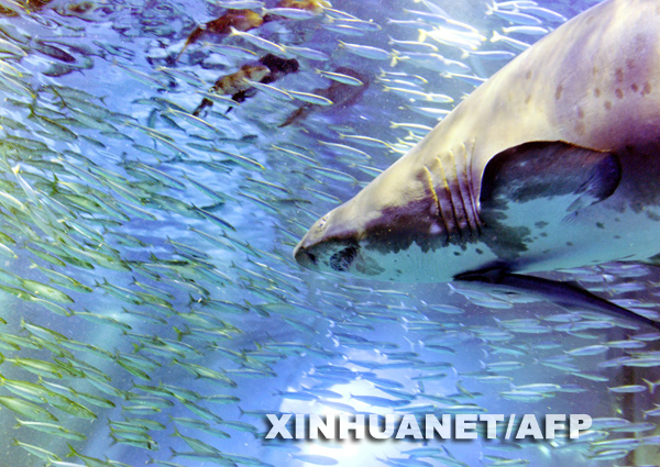  A shark faces an extremely dense shoal of sardines in a large aquarium during a press preview of the Hakkeijima Sea Paradise Aquarium in Yokohama, in Kanagawa prefecture, suburban Tokyo, on March 18, 2009. About 50,000 sardines will parade at a 'super sardine exhibition,' to be held on March 20 by the aquarium. [Xinhua/AFP]