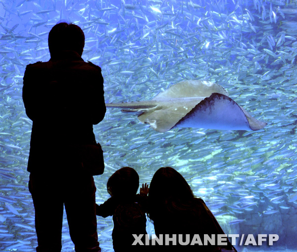  A family watches numerous sardines and a single ray swimming in a large fish tank during a press preview of the Hakkeijima Sea Paradise Aquarium in Yokohama, in Kanagawa prefecture, suburban Tokyo, on March 18, 2009. [Xinhua/AFP]