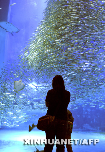 A family watches numerous sardines and a single ray swimming in a large fish tank during a press preview of the Hakkeijima Sea Paradise Aquarium in Yokohama, in Kanagawa prefecture, suburban Tokyo, on March 18, 2009. [Xinhua/AFP]