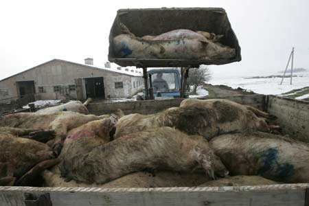 A front loader piles up carcasses of swine infected with African swine fever after they were culled at a farm in the village of Kiyevka in the Stavropol region March 19, 2009. Veterinary workers killed some 200 animals to prevent the disease from spreading, officials said.[Xinhua/Reuters]