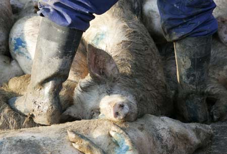 A worker stands on carcasses of swine infected with African swine fever after they were culled at a farm in the village of Kiyevka in the Stavropol region March 19, 2009. Veterinary workers killed some 200 animals to prevent the disease from spreading, officials said.[Xinhua/Reuters]