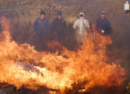 Workers watch carcasses of swine infected with African swine fever burn after they were culled at a farm in the village of Kiyevka in the Stavropol region March 19, 2009. Veterinary workers killed some 200 animals to prevent the disease from spreading, officials said.[Xinhua/Reuters]