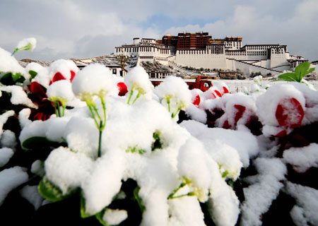 Photo taken on March 20, 2009 shows snow-covered flowers near the Potala Palace in Lhasa, capital of southwest China's Tibet Autonomous Region, March 20, 2009. A snowfall occurred in Lhasa on the night of March 19.[Xinhua] 