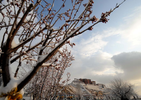 Tree branches are covered with snow near the Potala Palace in Lhasa, capital of southwest China's Tibet Autonomous Region, March 20, 2009. [Xinhua]