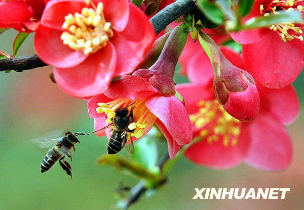 Bees are busy gathering pollen, as shown in this photo taken on March 16, 2009. A crab apple flower festival which opened recently in Nanjing has attracted a large number of tourists eager to enjoy the spring flowers. 