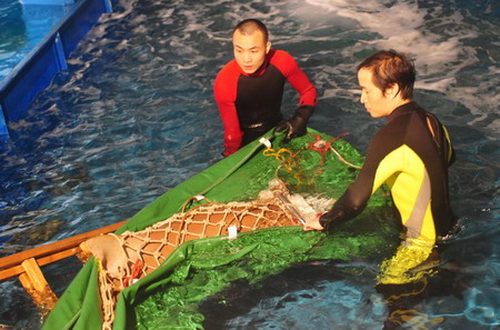 Two staff members help a 'nurse shark' adapt to the pool water at an aqua-marine life rescue and protection base in Guangzhou, south China's Guangdong province, March 19, 2009. Fishery administrators in Guangzhou have saved the animal from a restaurant which is planning to put it on dish menus. [Xinhua]