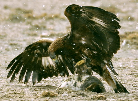 A falcon catches its prey during a hunting demonstration on the Second Falcon Cultural Festival in Akqi county, northwest China's Xinjiang Uygur autonomous region on March 21, 2009. [Xinhua] 