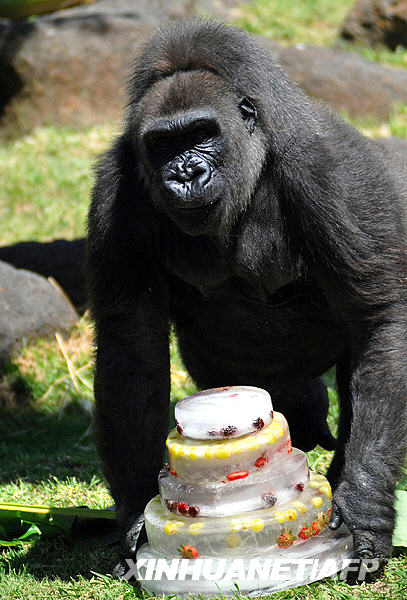 Gorilla Faustina celebrates with a cake of ice and fruits her 15th birthday, on March 22, 2009, in Guadalajara's zoo, Mexico. This year 2009 marks the international year of Gorillas.[Xinhua/AFP]
