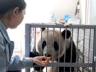 Eight Olympic pandas return to reserve in Sichuan