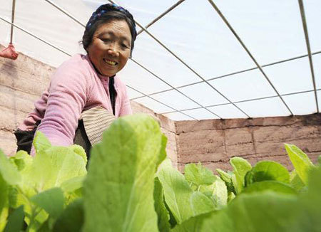 Ciqu, a villager of Zuoba Village, Qamdo County, Qamdo Prefecture of southwest China's Tibet Autonomous Region, picks vegetables in a biogas greenhouse, March 18, 2009. [Xinhua photo]