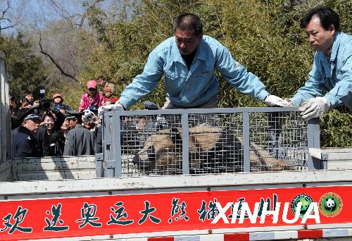 Beijing Zoo workers carry the cage of one of the eight 'Olympic pandas' to a truck yesterday. They are flown to their home in southwest China's Sichuan Province to end a 10-month stay in Beijing.