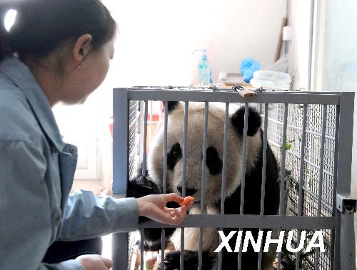 A staff member feeds one of the Olympic Pandas before they leave the Beijing Zoo March 22, 2009. 