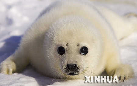  File photo: A pup seal