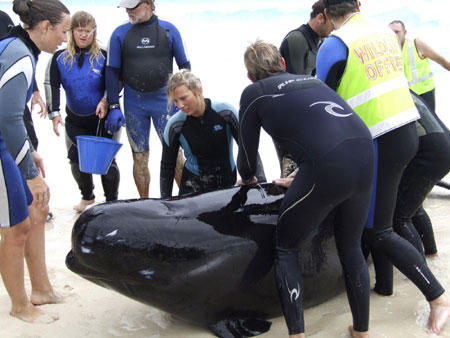 Volunteers work to save a pilot whale which had become stranded at Hamlin Bay, West Australia in this handout picture taken March 23, 2009 and released to Reuters March 24, 2009. [China Daily/Agencies]