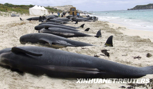 Dead long-finned pilot whales lie on a beach at Hamelin Bay after they beached themselves in Western Australia, Monday, March 23, 2009. [Xinhua/Reuters]