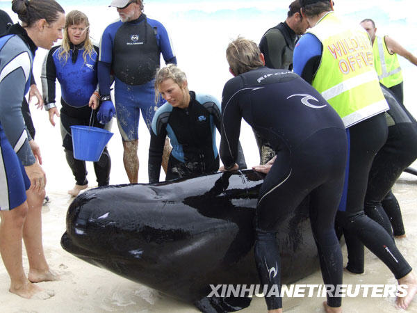 Volunteers work to save a pilot whale which had become stranded at Hamlin Bay, West Australia in this handout picture taken March 23, 2009 and released to Reuters March 24, 2009. [Xinhua/AFP]