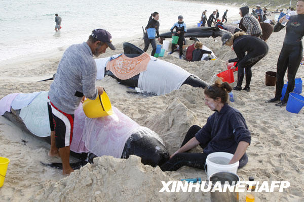 Volunteers work to save pilot whales which had become stranded at Hamlin Bay, West Australia on March 23, 2009. [Xinhua/AFP]