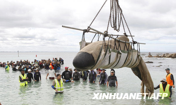 Volunteers work to save a pilot whale which had become stranded at Hamlin Bay, West Australia on March 23, 2009. [Xinhua/AFP]