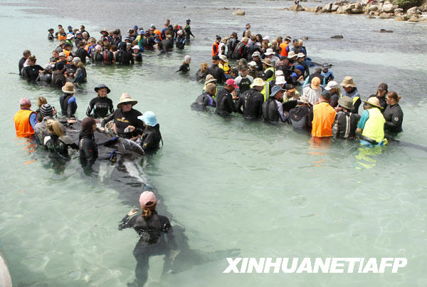 Volunteers work to save pilot whaled that had become stranded at and released to Reuters March 24, 2009. [Xinhua/AFP] 