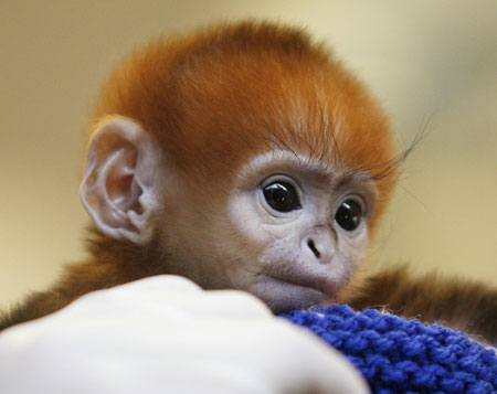 Elke, a five-day-old Francois Langur, makes her media debut at Taronga Zoo's Wildlife Hospital in Sydney March 24, 2009. Taronga's keepers have decided to hand-raise the monkey after she was rejected by her mother.[Xinhua/Reuters] 