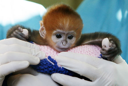 Elke, a five-day-old Francois Langur, makes her media debut at Taronga Zoo's Wildlife Hospital in Sydney March 24, 2009.[Xinhua/Reuters]