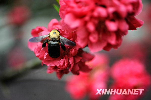 Days of warm weather have brought the flowers in Changsha, the capital city of Hunan Province, to full bloom. 