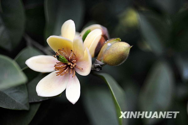 Days of warm weather have brought the flowers in Changsha, the capital city of Hunan Province, to full bloom. 