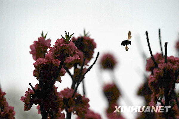 Days of warm weather have brought the flowers in Changsha, the capital city of Hunan Province, to full bloom. 