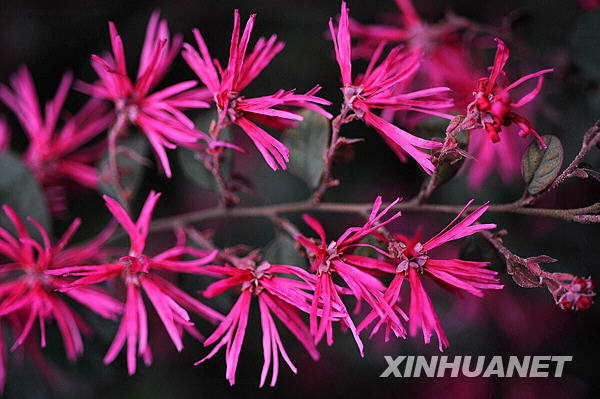 Days of warm weather have brought the flowers in Changsha, the capital city of Hunan Province, to full bloom. 