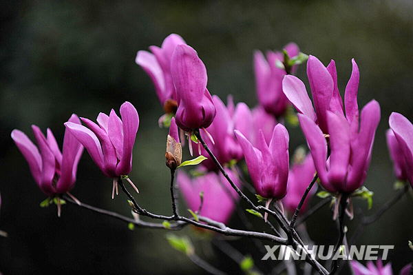 Days of warm weather have brought the flowers in Changsha, the capital city of Hunan Province, to full bloom. 