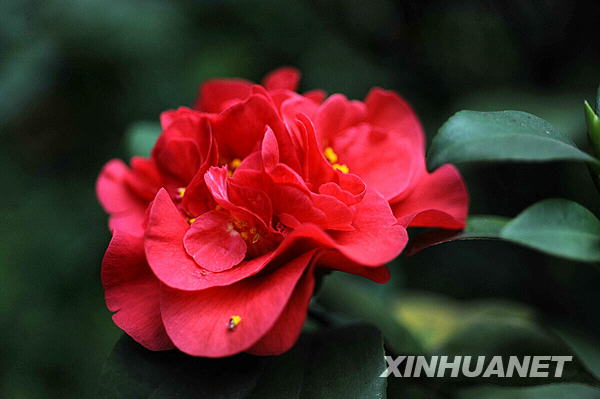 Days of warm weather have brought the flowers in Changsha, the capital city of Hunan Province, to full bloom. 