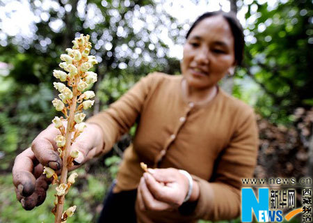 Photo taken on July 14, 2008, shows a farmer checking gastrodia elata she planted. [Xinhua Photo]