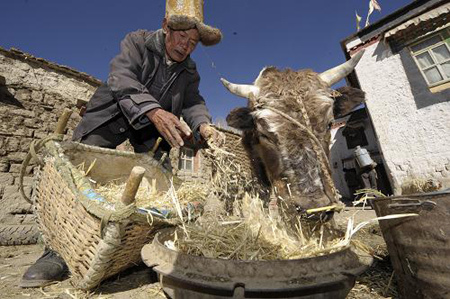 Migmar, who is now a cattle raiser, is feeding his animal on Jan. 19, 2009. [Xinhua photo]