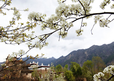 The picture taken on March 24, 2009 shows pear blossoms around village in Tibetan Autonomous Prefecture of Garze in southwest China's Sichuan Province. With only 160 households, the Tibetan village has been a famous tourist attraction in recent years.