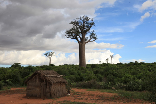 A baobab tree in Madagascar. [Yan Xiaoqing/China.org.cn]