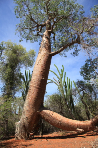 A baobab tree in Madagascar. [Yan Xiaoqing/China.org.cn]