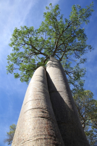 A baobab tree in Madagascar. [Yan Xiaoqing/China.org.cn]