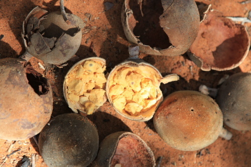 Fruits from a baobab tree in Madagascar. The fruit is sometimes known as monkey's bread. It is used as food in Madagascar and as medicine by native Australians. [Yan Xiaoqing/China.org.cn]
