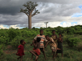 Madagascar's multiform baobabs